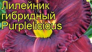 Лилейник гибридный Пурплликоус. Краткий обзор, описание характеристик, где купить саженцы