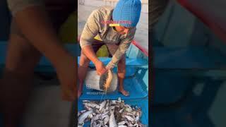 #fishboat #kokanfishing #fish #youtubeshorts #konkanfishing #fishingboat #seafoodrecipes #seafood