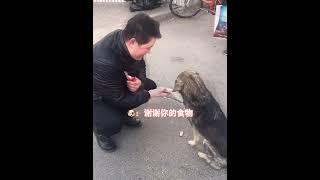 这是懂规矩，有原则的小狗#狗狗 #狗狗的心思都写在脸上了 #治愈系 #中华田园犬 #画一个故事 （视频素材源自于@一个小胡）