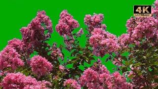 flower tree green screen