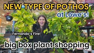 NEW $20 POTHOS AT LOWE'S! Big Box Plant Shopping at Home Depot & Lowes - Indoor Plants & Houseplants