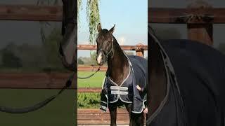LeMieux Arika Featherweight rug - Our Saddlery
