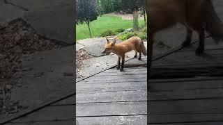 Foxi Roxi 4