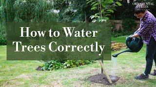 How to Water Trees Correctly | Tree 101