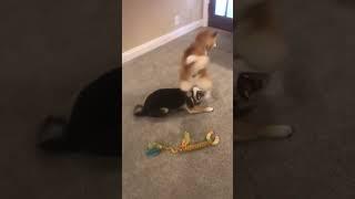 Two Shiba Pups Play Fighting