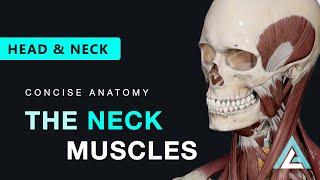 Learn All Neck Muscles in 7 Mins!