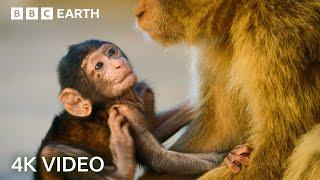 Амьтны гайхалтай мөчүүдийн хоёр цаг | 4K UHD | BBC Earth