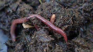 Earthworm  Eating Toxic Industrial Wastes.