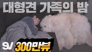 ENG) 25kg 아기 대형견과 함께 살면 벌어지는 일 [모두가 잠든 밤]