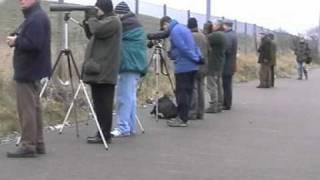 Dartford Warbler at Pride Park, Derby