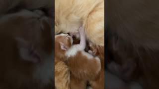  #cute #catlovers #kitten #cat #kucing #cutecat #babycat #busui #anakkucing #lucu #funny #gemes