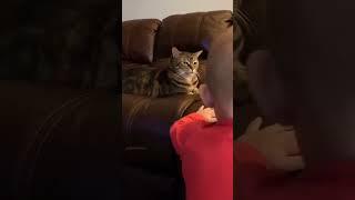 #cat #dog #funny #happycats #catmemes #music #memes #pets