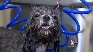 Lucky dogs: Puppy facials, pet pedicures, luxury hotel stays