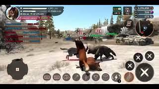 The Wolf- 1k lvl64 vs PvP