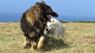 FRESHLY MOWN HAY field, a HUSKY and his BESTIES, and a silly Hoomum = loadsa fun