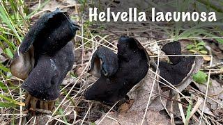 НЕОБЫЧНЫЕ СЪЕДОБНЫЕ ГРИБЫ 2021 Лопастник Ямчатый (Helvella Lacunosa)