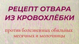 РЕЦЕПТ ОТВАРА ИЗ КРОВОХЛЕБКИ ОТ БОЛЕЗНЕННЫХ МЕСЯЧНЫХ