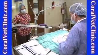 Coral Veterinary Clinic