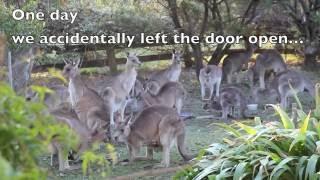 Kya the joey's surprise return as a giant kangaroo in kitchen !