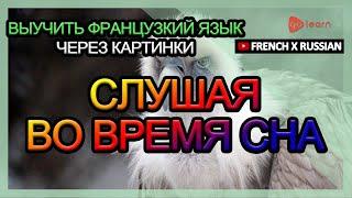 Выучить французкий язык через картинки |французкий язык словарь Слушая во время сна | Golearn