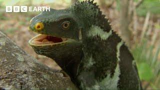 These Iguanas Have An Unusual Mating Tactic | South Pacific | BBC Earth