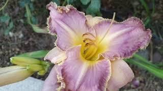 Lilac hemerocallis Bestseller