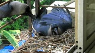 Intelligent crow building nest and testing its comfort