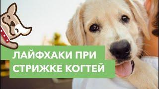 Лайфхаки. Как легко подстричь когти собаке?