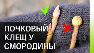 Почковый клещ на смородине. Как бороться и чем обработать смородину