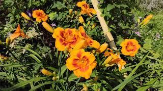 Лилейники в саду - цветы для ленивого садовода | Day-lily in the garden