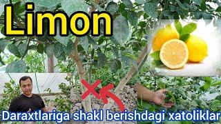 Limon daraxtlariga shakl berishdagi xato va kamchiliklar. Errors in shaping lemon trees.