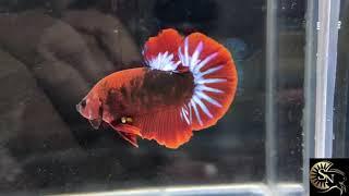 Hellboy original type breeding size pair