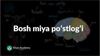 Bosh miya poʻstlogʻi | Nerv tizimi | Tibbiyot