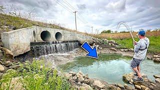 This ROADSIDE DITCH Was Full Of EXOTIC FISH!!! (Rare Species)