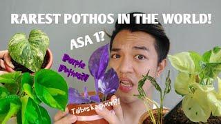 RAREST POTHOS IN THE WORLD! | •Harlequin, •Sleeping, •Jessenia, •Global Green, •Purple Pothos?!