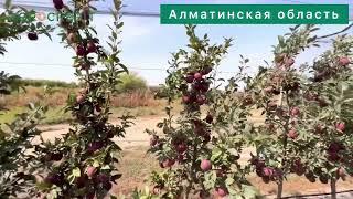 Итальянские яблони на казахстанской земле