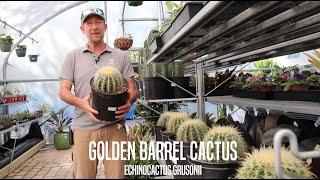 Golden Barrel Cactus Facts!