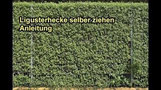 Ligusterhecke selber ziehen  – Liguster durch Stecklinge vermehren &  pflanzen - Anleitung