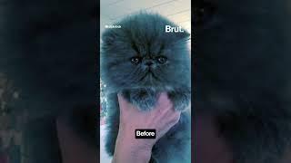 Fluffy animals in the bath: Before and After