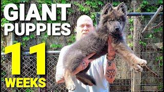 GIANT 11 Week Old Puppies - Lycan Shepherd Puppies