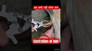 Castration of bull l dr Umar khan