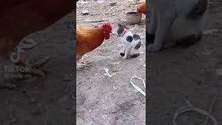 #FunnyFelineFeathers  Get Ready to #ROFL with These #Cat-Chicken #Comedy #Clips! 