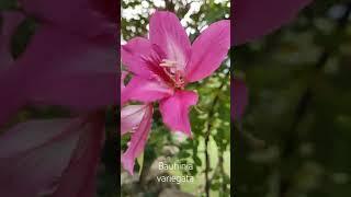 Bauhinia variegata or orchid tree.