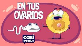 Dentro de Tus Ovarios Una Vez al Mes | Casi Creativo