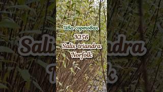 Новинка!Ива сортовая Salix triandra Norfolk K156 в продаже черенки и саженцы сортовой ивы #ива