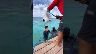 Walking under water in Aruba! Helmet diving! #shorts