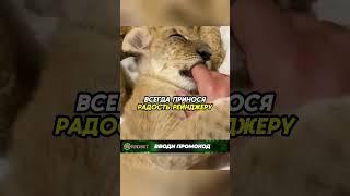 Человек приютил львёнка️ #аnimals #животные