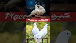 pigeon kabootar | shorts | status | کبوتر | Ali walay 72