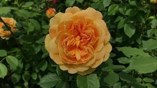 #Roses # David Austin #Tantau # Kordes # Massad ️Любуюсь розами️