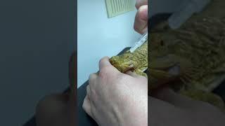 How to give oral medications in bearded dragons